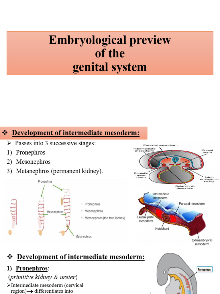 Embryology of Genital System | PDF | Testicle | Reproductive System
