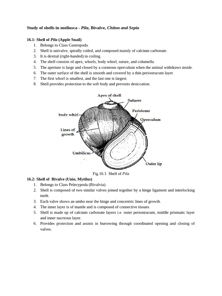 Study of Shells in Mollusca | PDF | Bivalvia | Molluscs