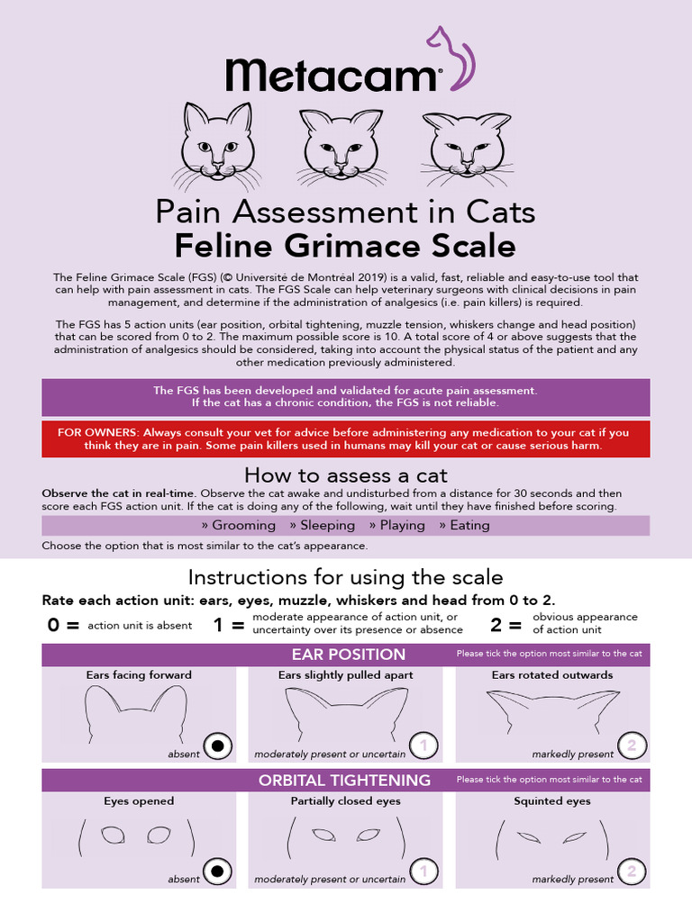 METACAM Feline Grimace Scale 260123 160301 | PDF | Feeling | Symptoms ...