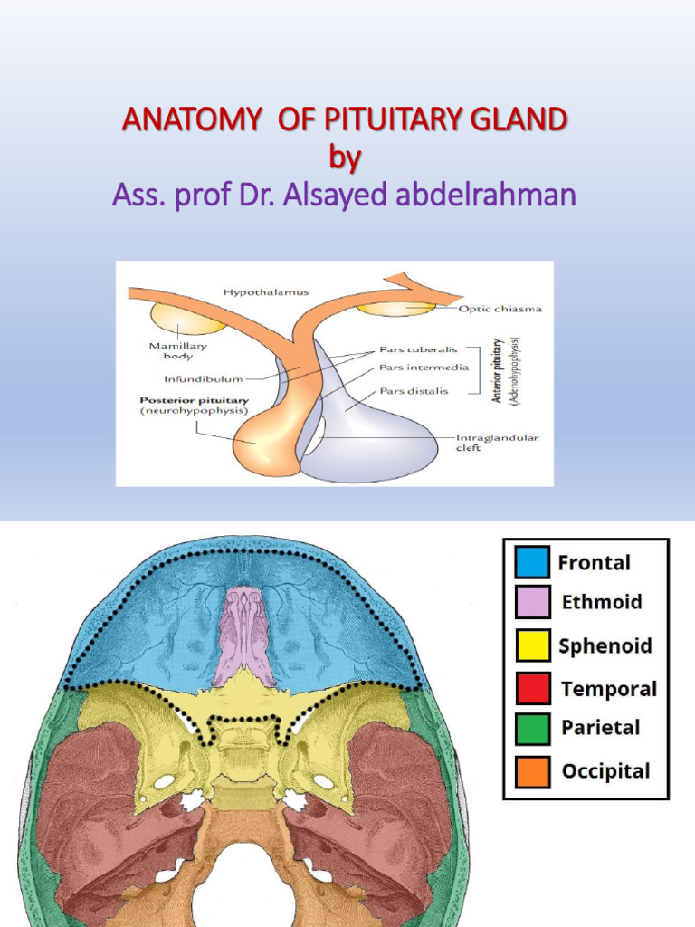 Pituitary Gland DR Alsayed | PDF | Pituitary Gland | Human Anatomy