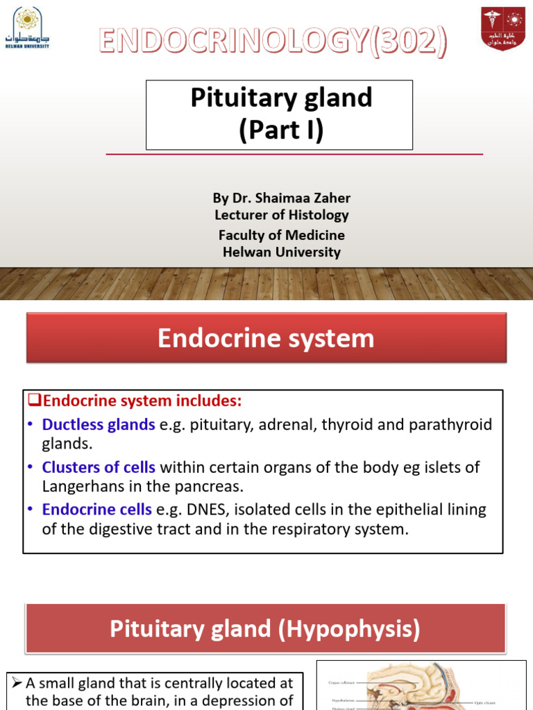 Pituitary Gland Part I (2025-2026) | PDF | Pituitary Gland | Endocrine ...