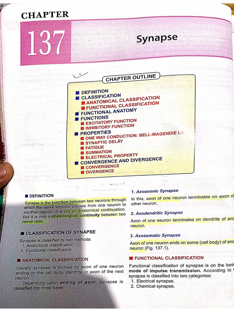 Synapse Notes | PDF