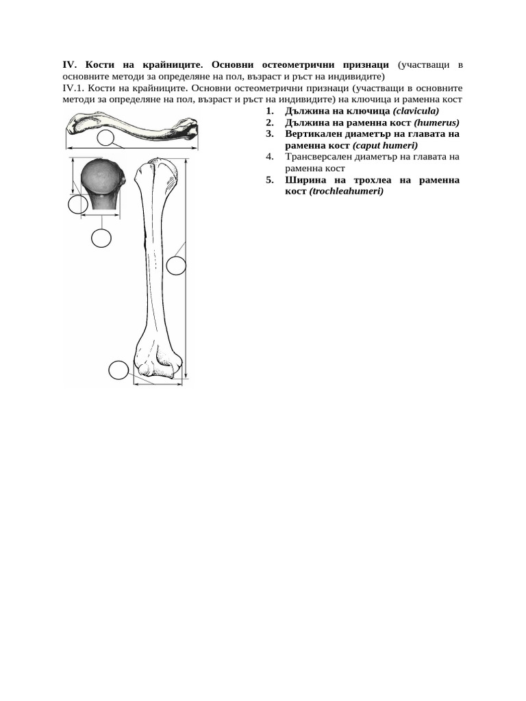 04 Tests Postcranial Osteometry | PDF