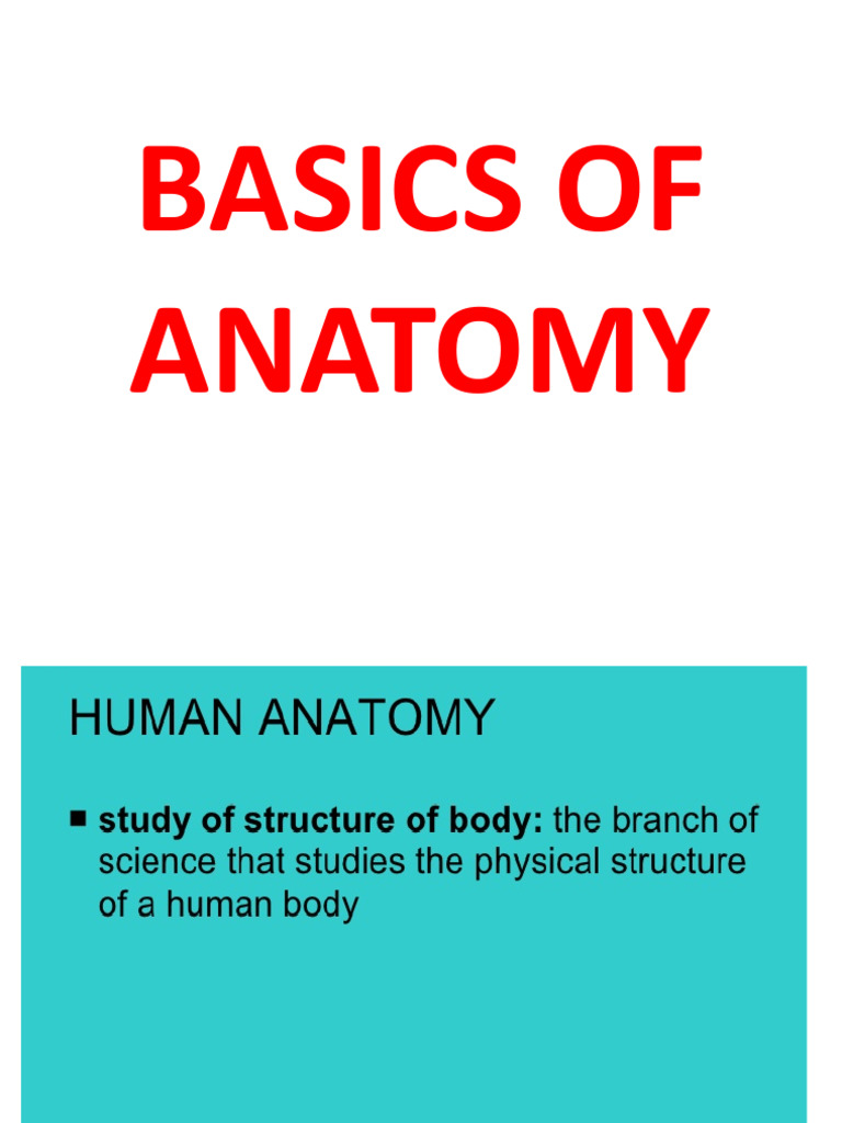 Basics Anatomy | PDF