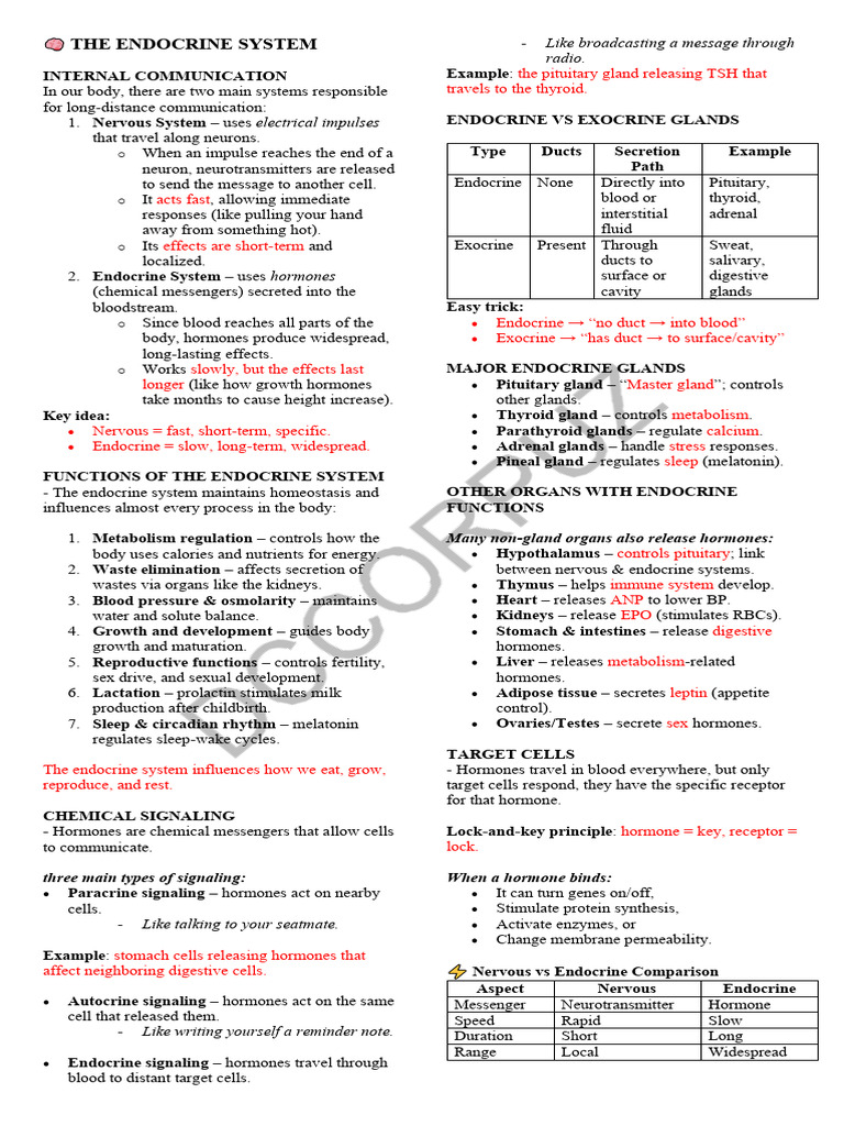 Endocrine System - Cramsheet | PDF | Endocrine System | Hormone