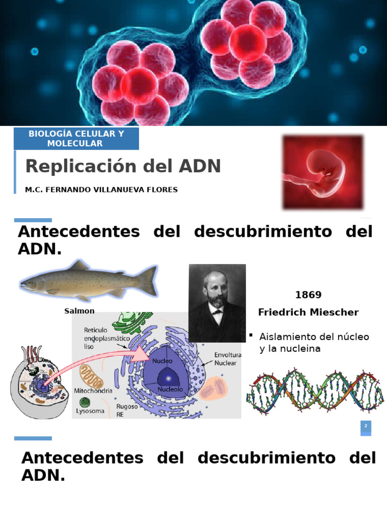 Replicación del ADN | PDF | Replicación De Adn | Adn