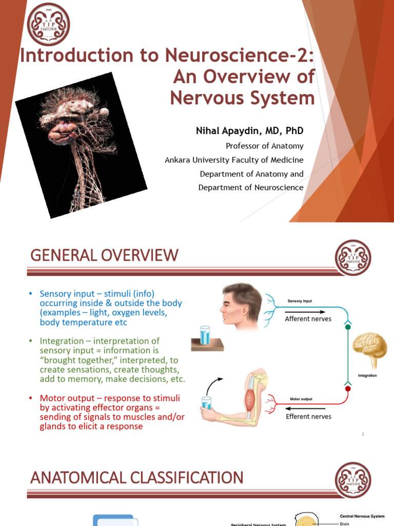 Introduction To Neuroscience Part2 | PDF | Spinal Cord | Nervous System