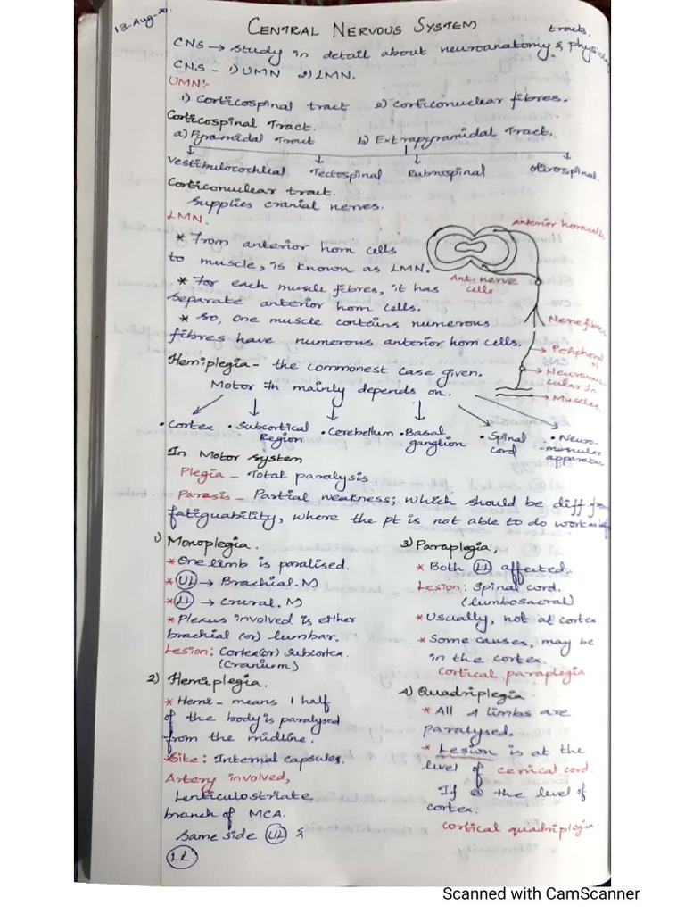 RK sir CNS notes (1) | PDF