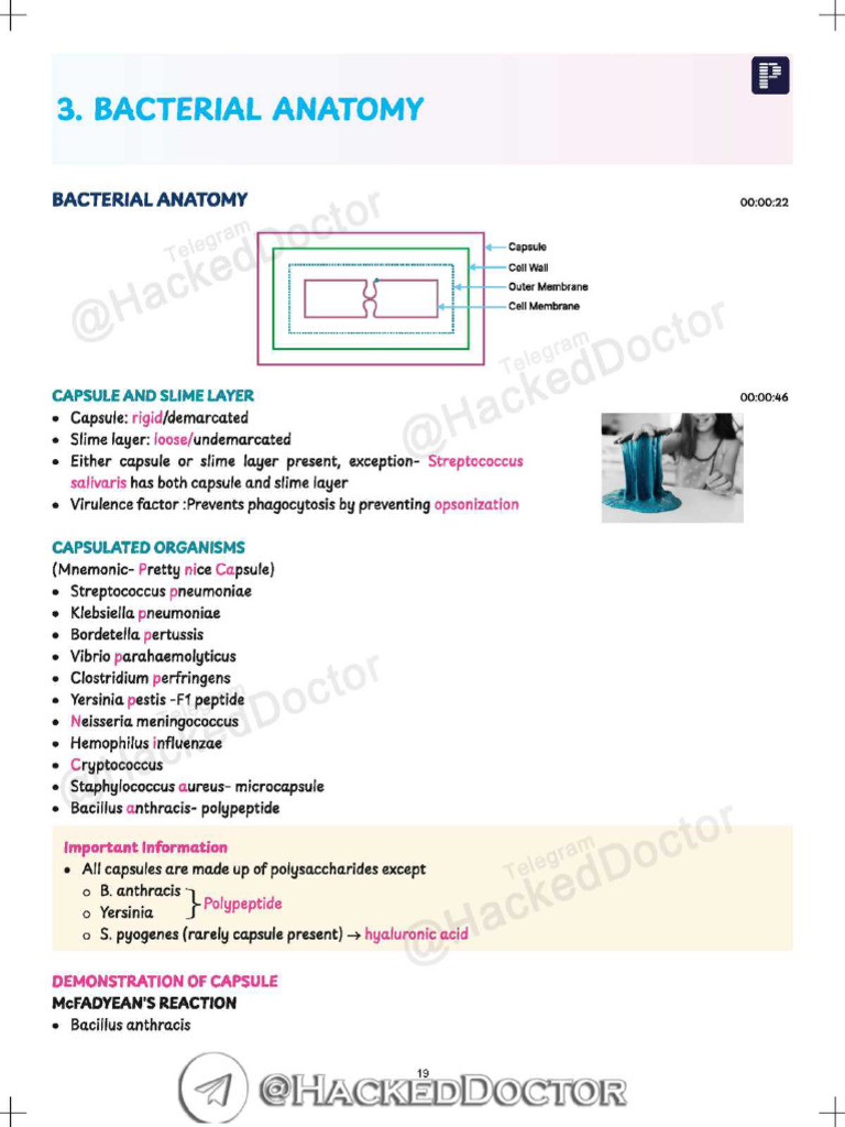 Bacterial Anatomy | PDF