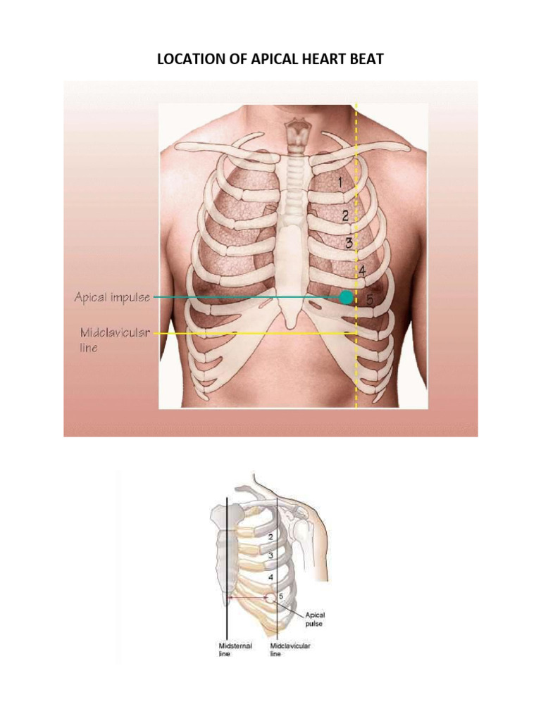 Location of Apical Heart Beat | PDF