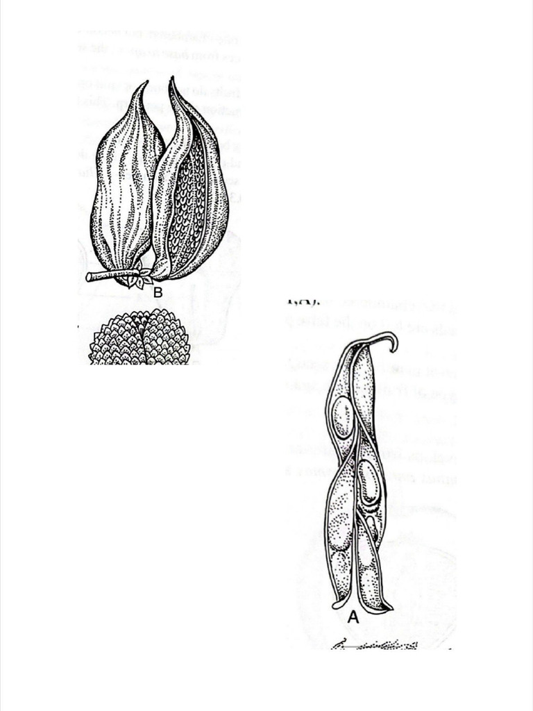 Fruits | PDF