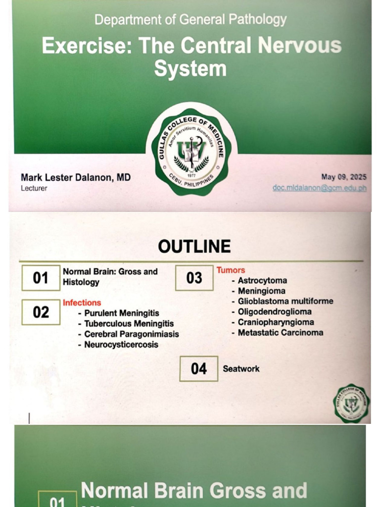 The Central Nervous System | PDF