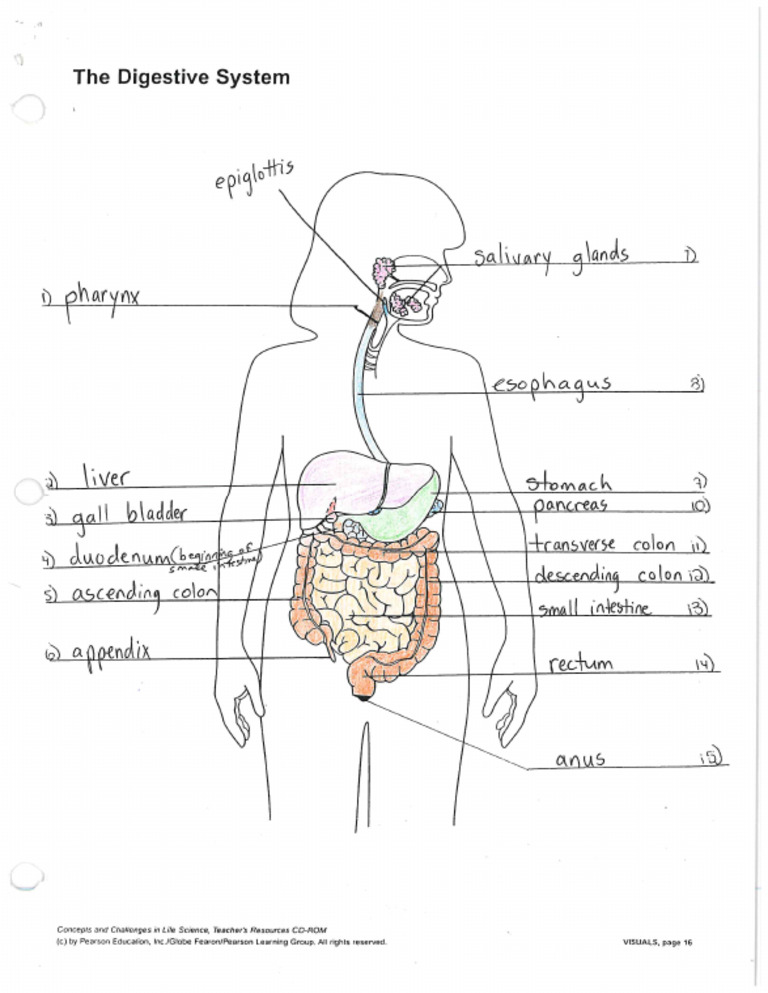 1 The Digestive System Labeled Diagram | PDF