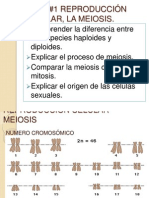 Taller #2 Meiosis