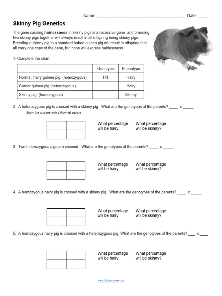 Practice - Skinny Pig Genetics | PDF