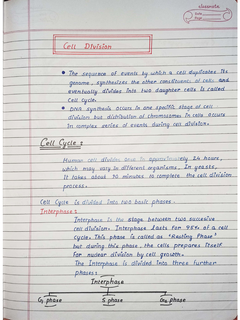 Cell Cycle | PDF