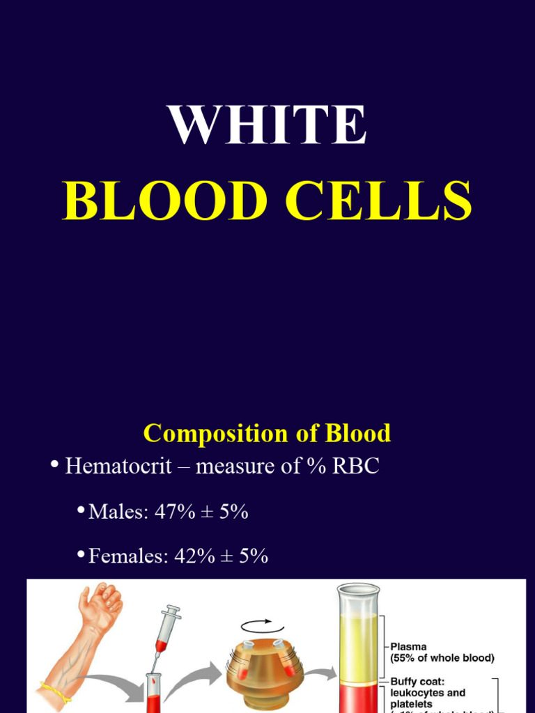 White Blood Cells Slides | PDF | White Blood Cell | Granulocyte