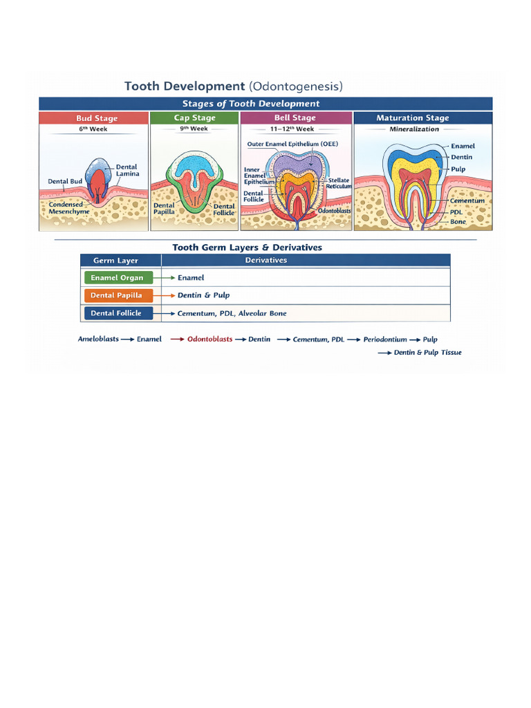Tooth Development Odontogenesis-1 | PDF