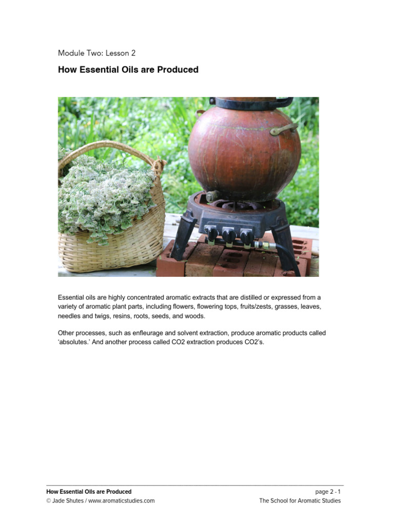 L2 How Essential Oils Are Produced | PDF | Essential Oil | Distillation