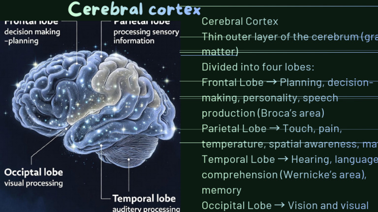 Cerebral Cortex Thin Outer Layer of The Cerebrum (Gray Matter) Divided ...