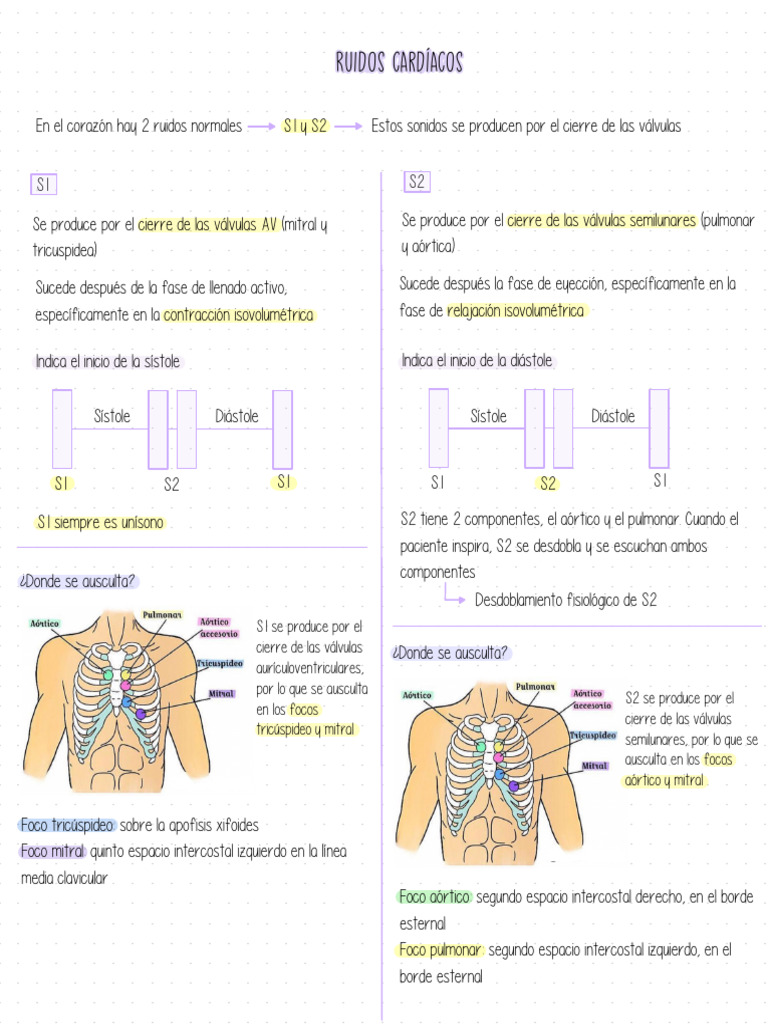 Ruidos Cardíacos | PDF | Corazón | Sistema cardiovascular