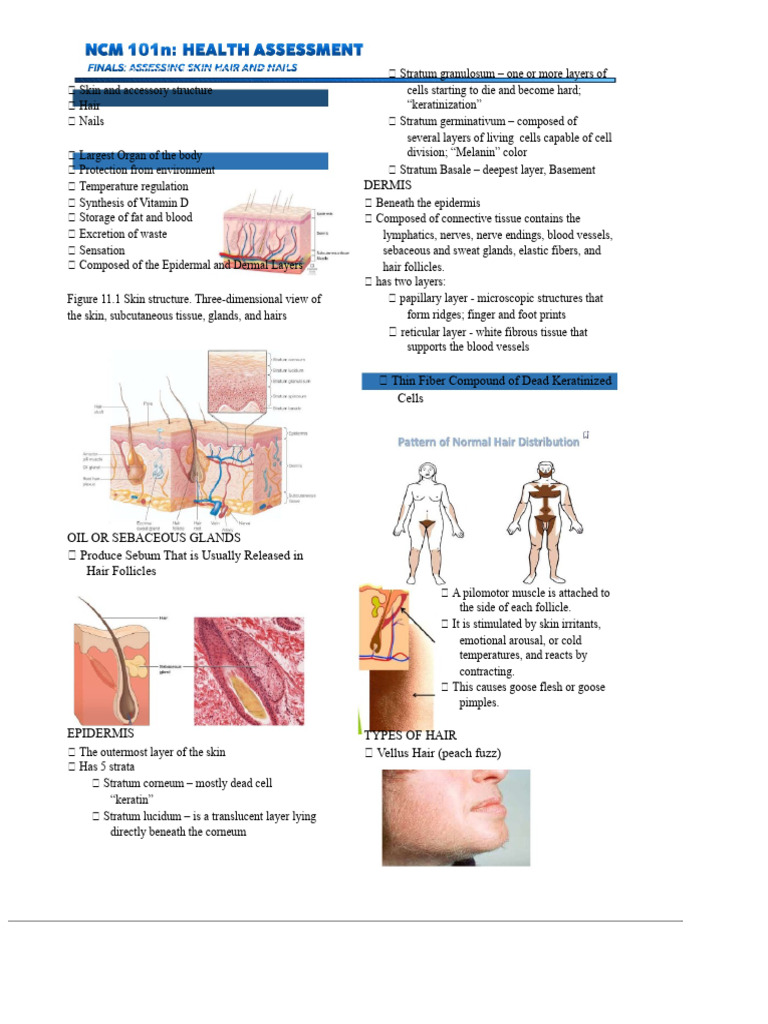 NCM 101 Prelim Assessing Skin Hair and Nails | PDF | Skin ...