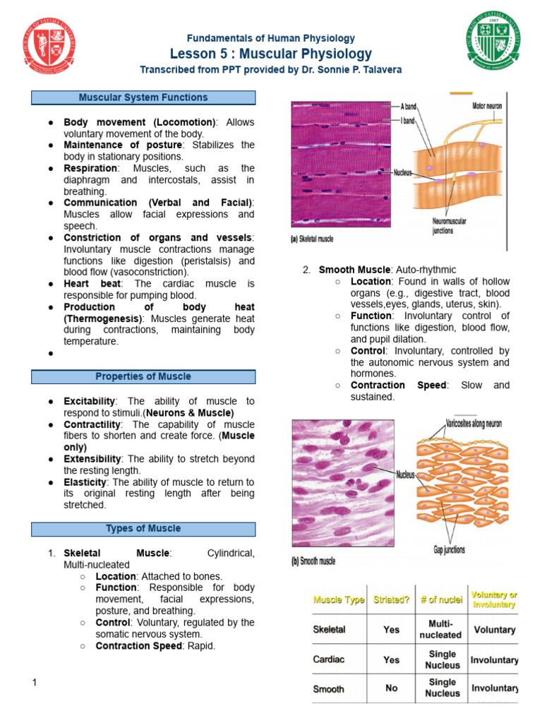 FOHP Muscle Physiology | PDF | Muscle Contraction | Skeletal Muscle