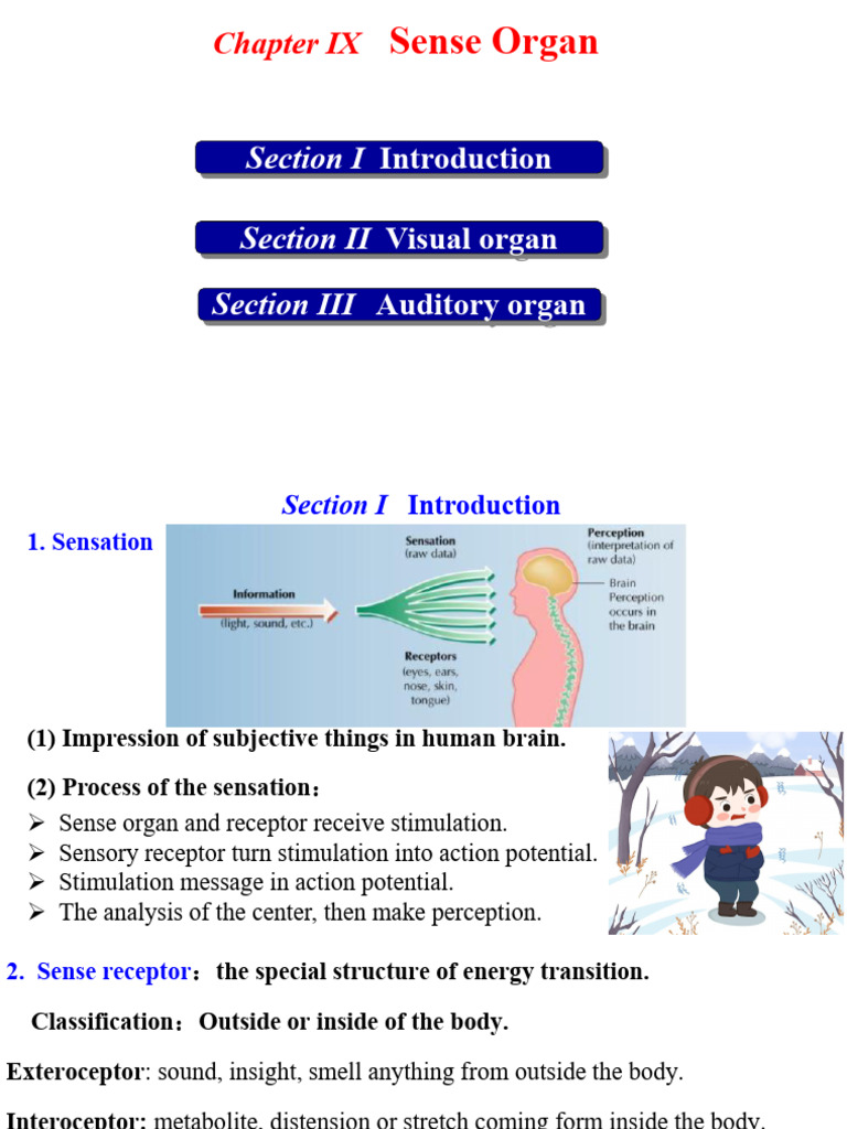 Sense Organ Dll | PDF | Ear | Auditory System
