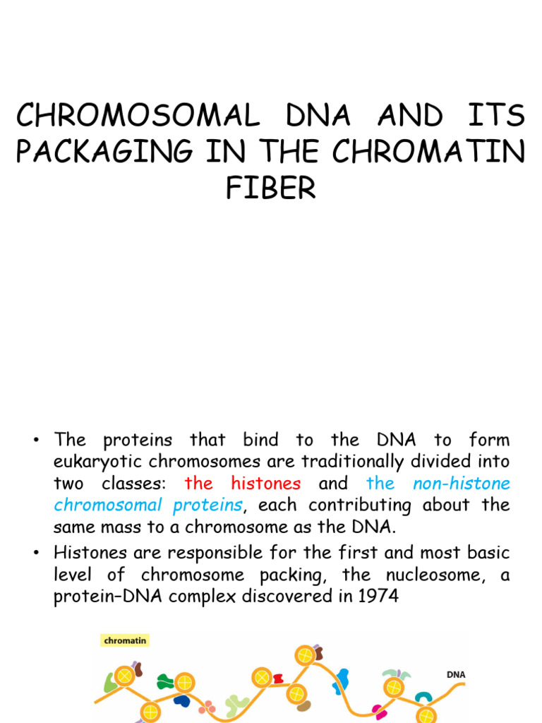 Chromosomal Dna and Its Packaging in the Chromatin-dna Replication ...