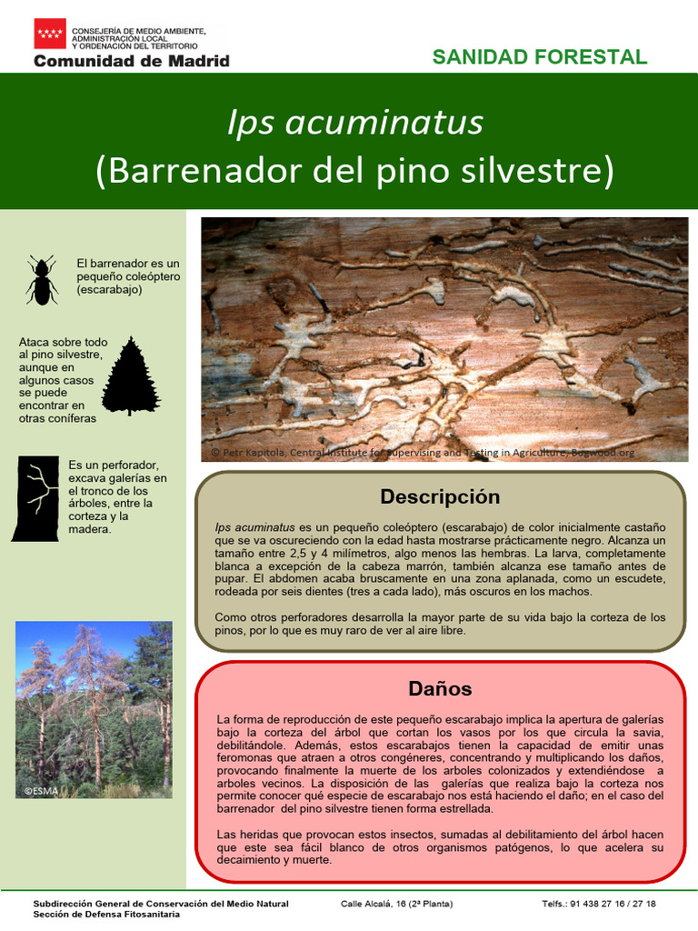 Cma Mam Ips Acuminatus | PDF | Escarabajo | Insectos