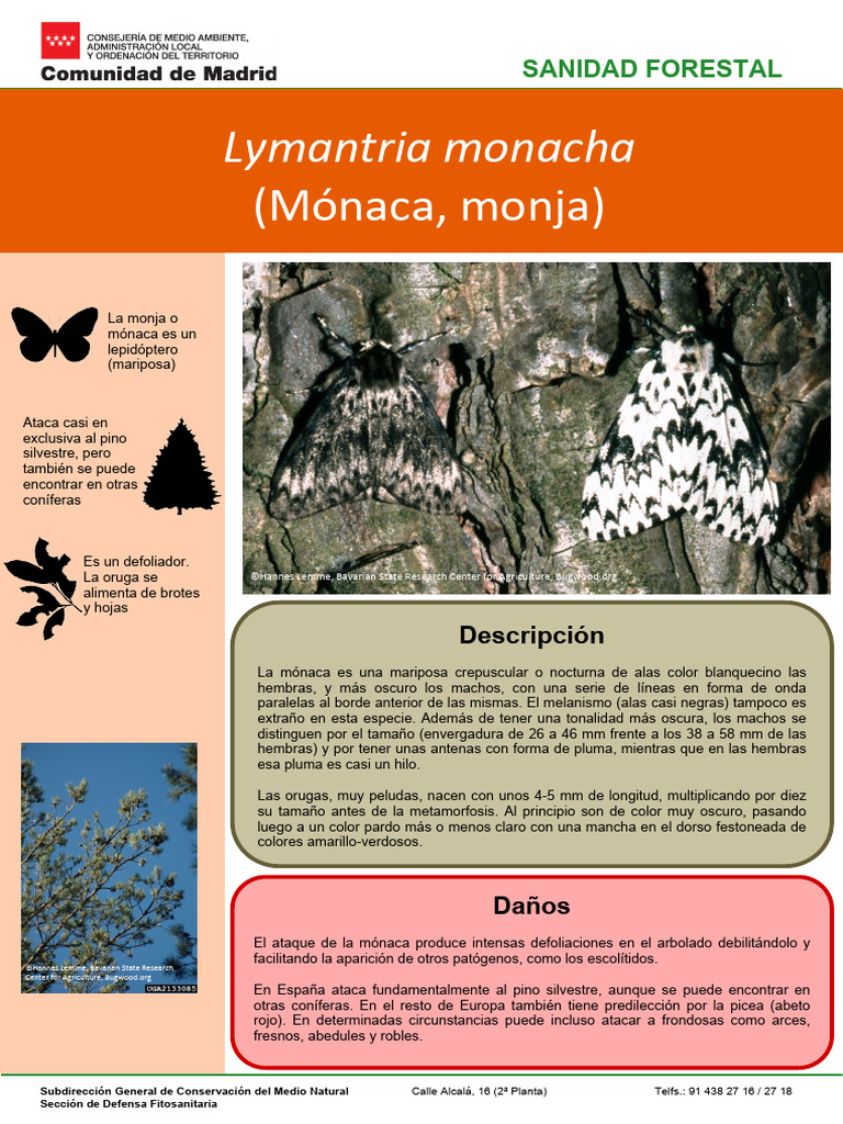 Cma Mam Lymantria Monacha | PDF | Mariposa | Crisálida