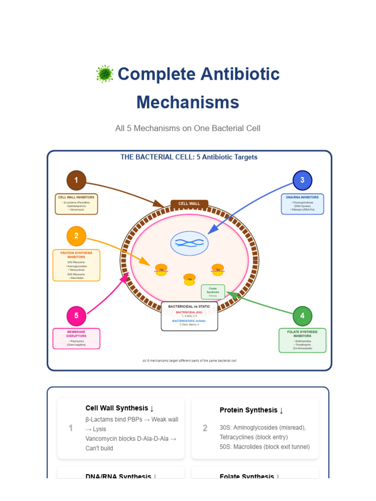 Antibiotic Mechanisms Single Diagram | PDF | Gram Negative Bacteria ...