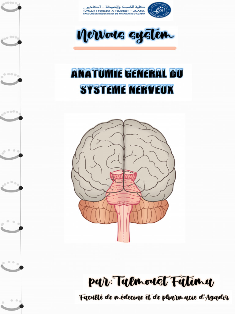 Anatomie Du Systeme Nerveux Pour Les Etudiants en Medecine | PDF