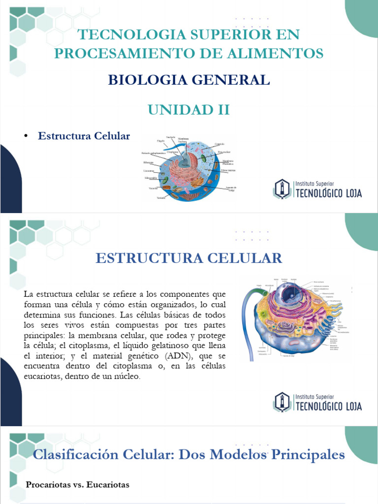 Estructura Celular | PDF | Biología Celular) | Citoplasma