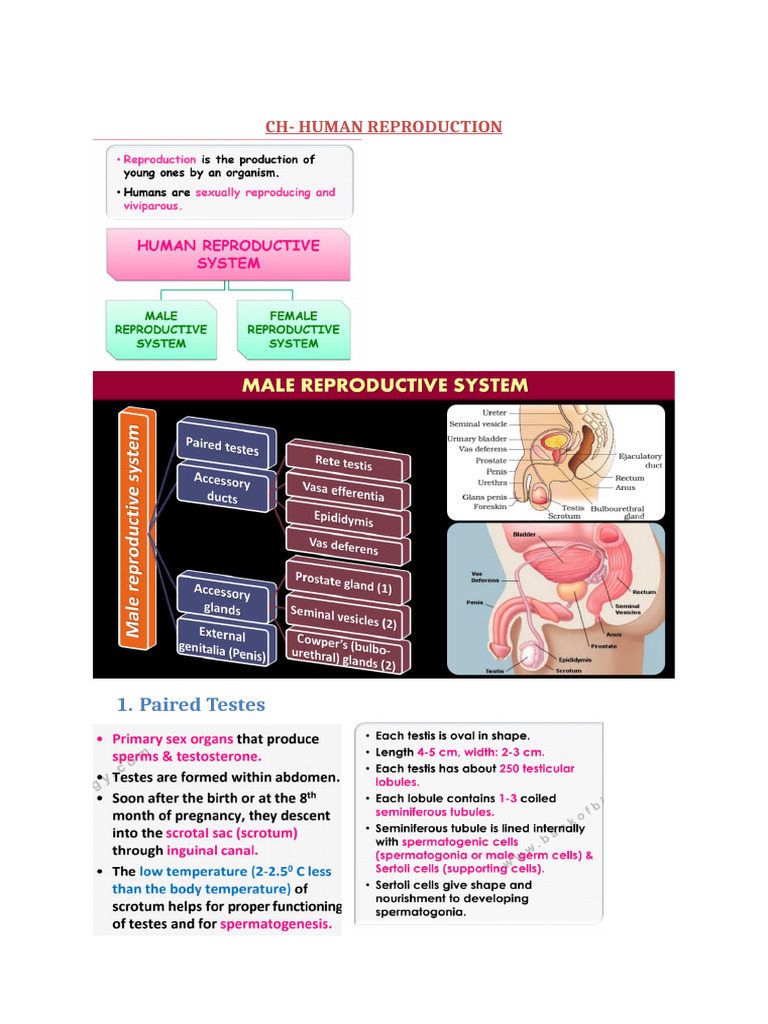 CH - Human Reproduction Notes | PDF