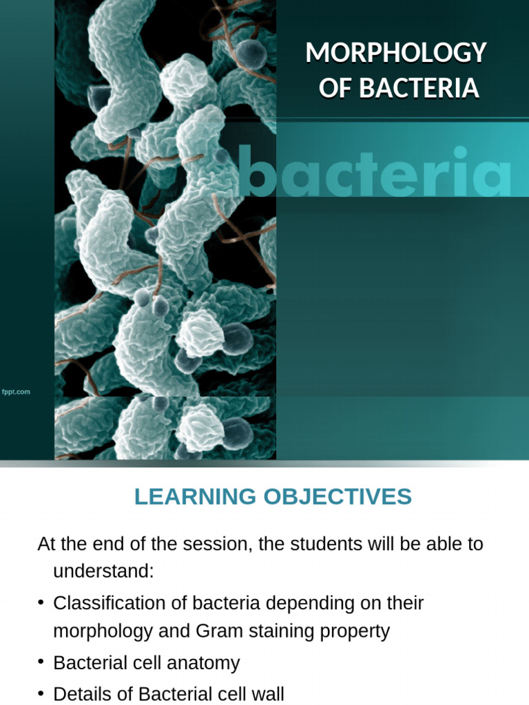 Morphology of Bacteria | PDF | Bacteria | Cell Membrane