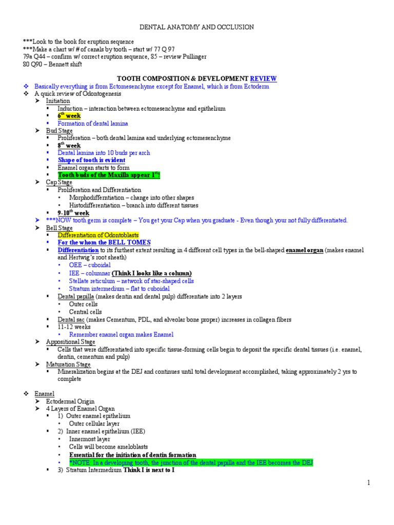 Dental Anatomy and Occlusion Overview | PDF | Dentin | Tooth Enamel