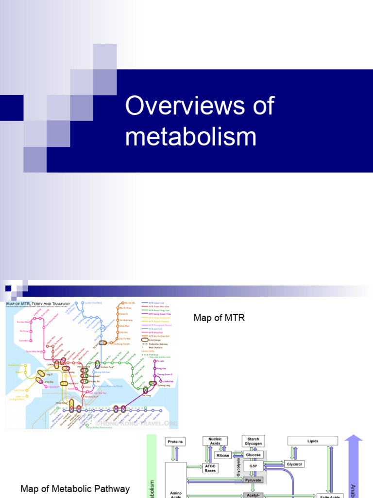 11 Overviews of Metabolism | PDF | Glycolysis | Metabolic Pathway