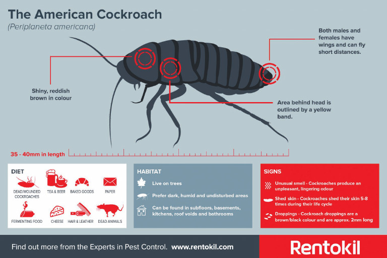 Rentokil Infographic American Cockroach | PDF