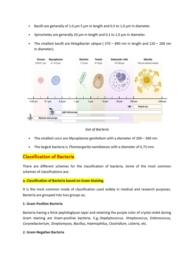 Classification of Bacteria | PDF | Bacteria | Gram Positive Bacteria
