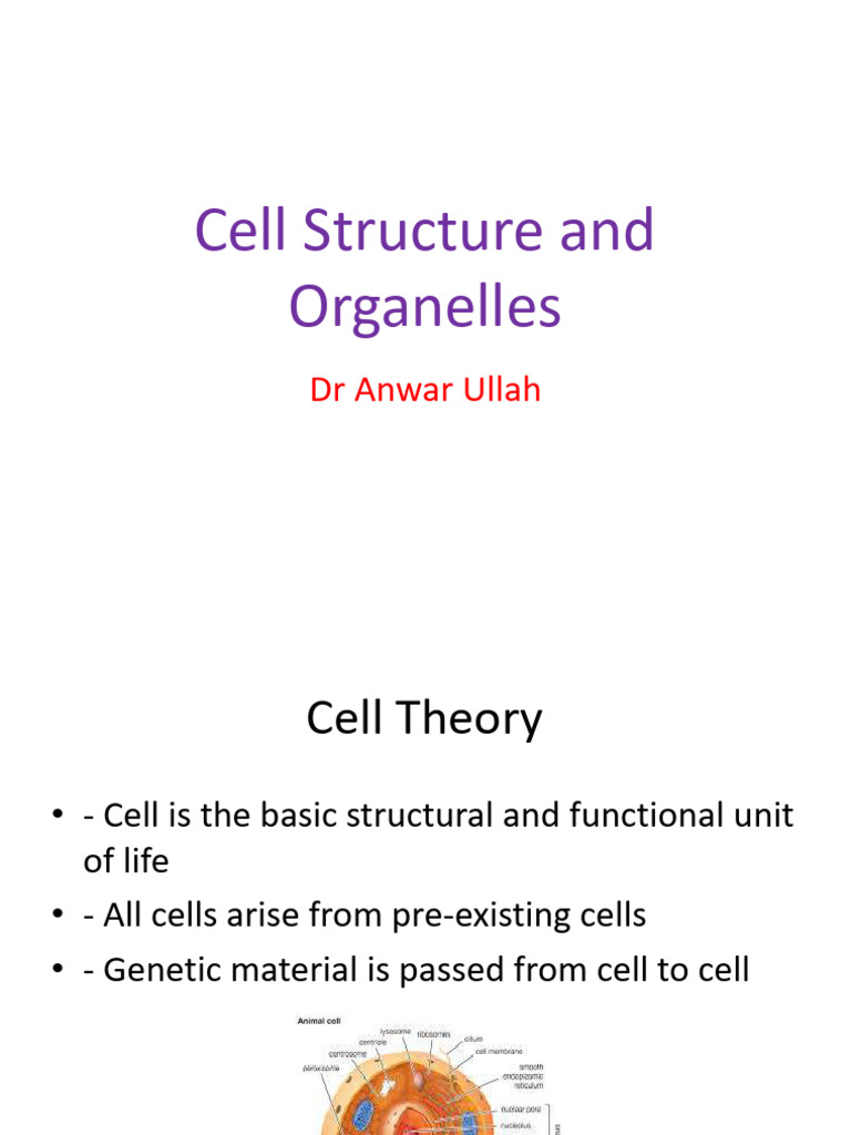 Cell Structure and Organelles 2 | PDF | Cell (Biology) | Endoplasmic ...