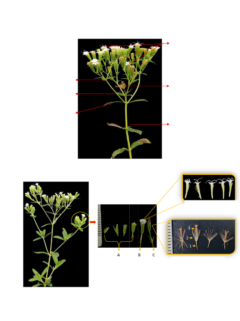 Bunga Lengkap Stevia | PDF