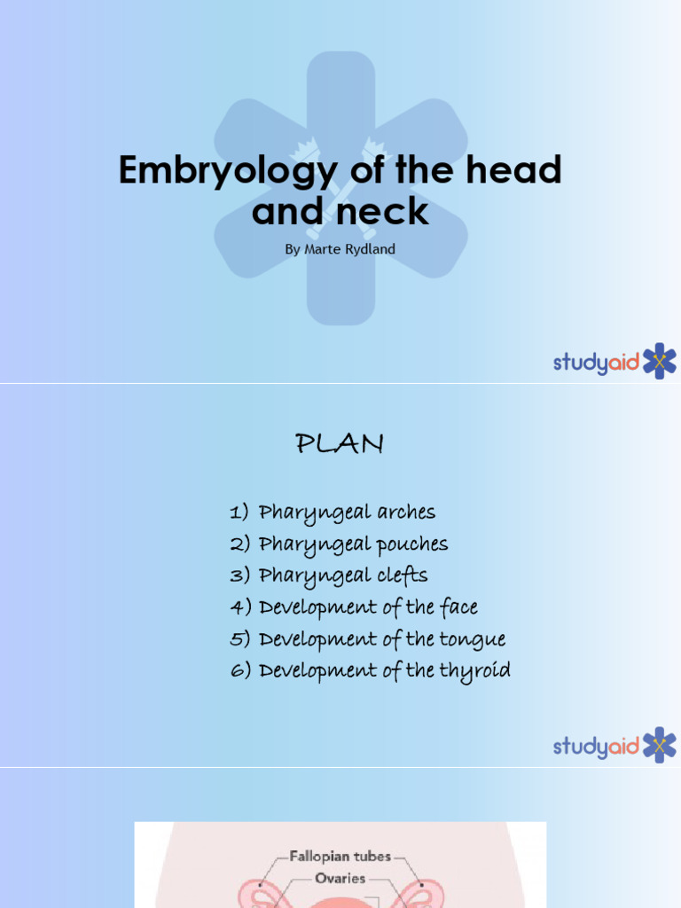 Embryology of Head and Neck 2022 | PDF | Larynx | Human Anatomy