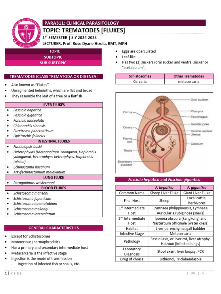 2 - Trematodes (Flukes) | PDF | Parasitology | Parasitism