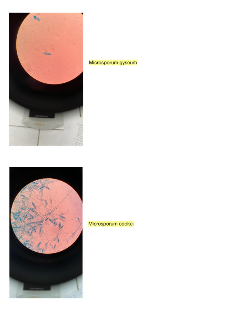 Buo CC82 CC89 I 203 | PDF