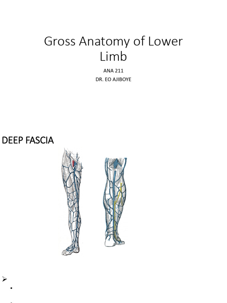 Gross Anatomy of Lower Limb | PDF | Knee | Human Leg
