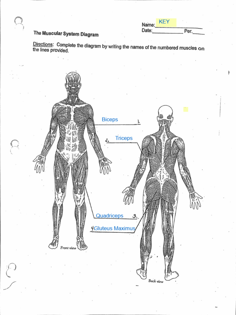 Muscular System Diagram KEY | PDF