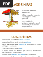Tipos De Hifas En Hongos PDF Espora Organismos