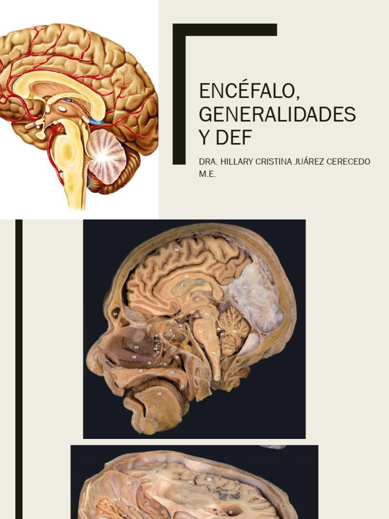 Encéfalo, Generalidades y Def1 | PDF