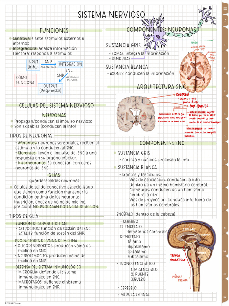Anatomia SN | PDF | Nervio | Sistema nervioso